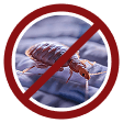 Bed Bugs <br>(Adults & eggs)