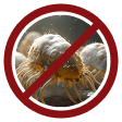 Dust Mites